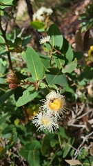 Angophora hispida