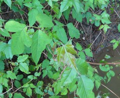 Toxicodendron radicans