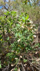 Angophora hispida