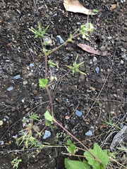 Pelargonium inodorum