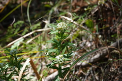 Platysace lanceolata