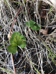 Pelargonium inodorum