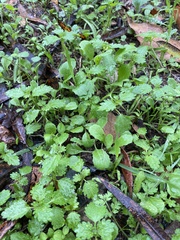 Hesperocnide tenella