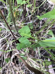 Pelargonium inodorum