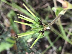 Pelargonium inodorum