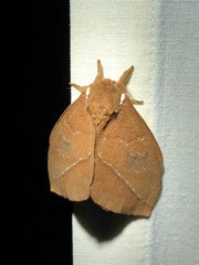 Pseudautomeris salmonea