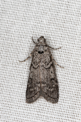 Heteromicta pachytera