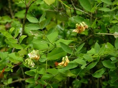 Lathyrus holochlorus