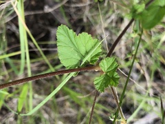 Pelargonium inodorum