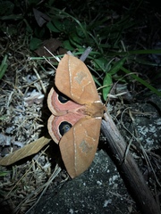 Pseudautomeris salmonea