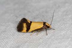 Olbonoma triptycha