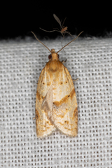 Clepsis divulsana