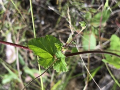 Pelargonium inodorum