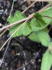 Pelargonium inodorum