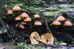 Gymnopilus picreus
