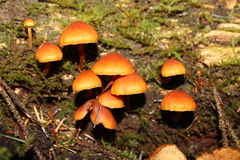Gymnopilus picreus