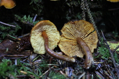 Gymnopilus picreus