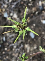 Pelargonium inodorum