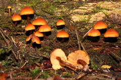 Gymnopilus picreus