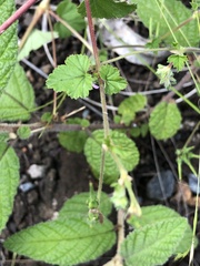 Pelargonium inodorum