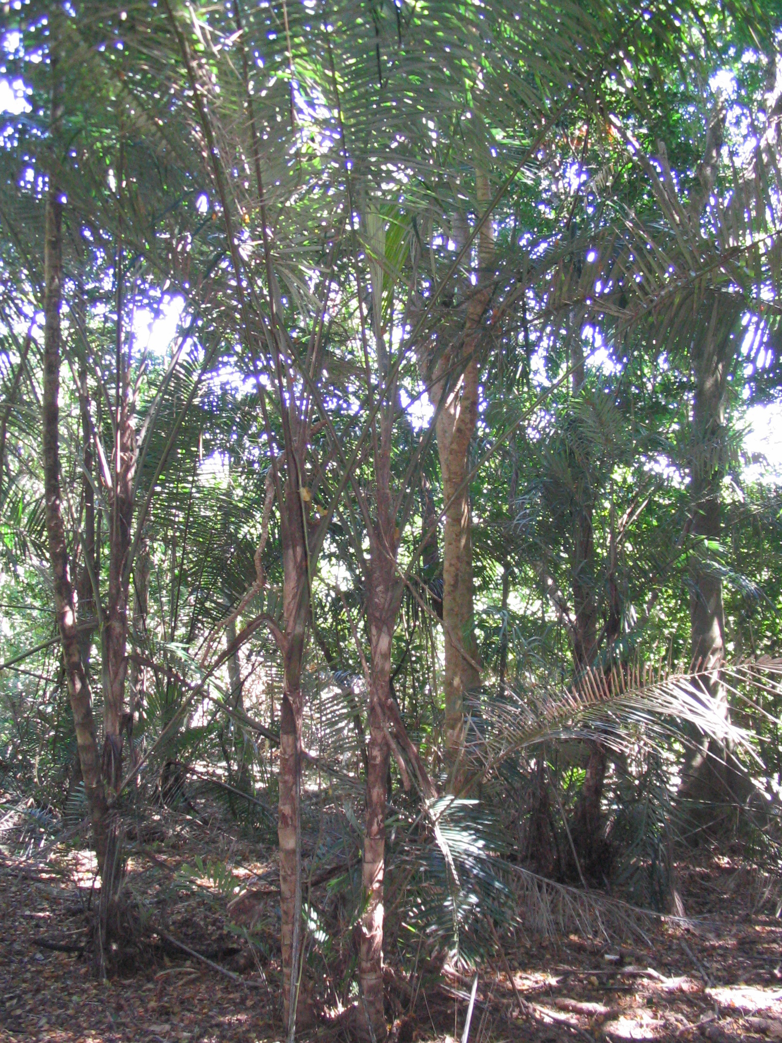 Arenga australasica