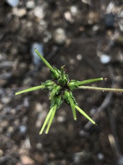 Pelargonium inodorum