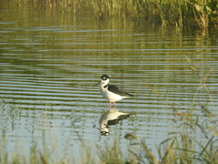 Himantopus mexicanus