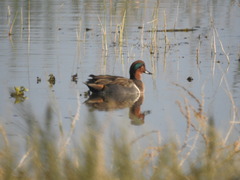 Anas crecca