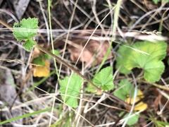 Pelargonium inodorum