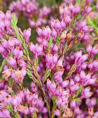 Erica palliiflora