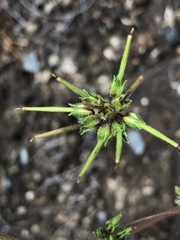 Pelargonium inodorum