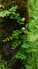 Lathyrus holochlorus
