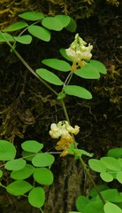 Lathyrus holochlorus