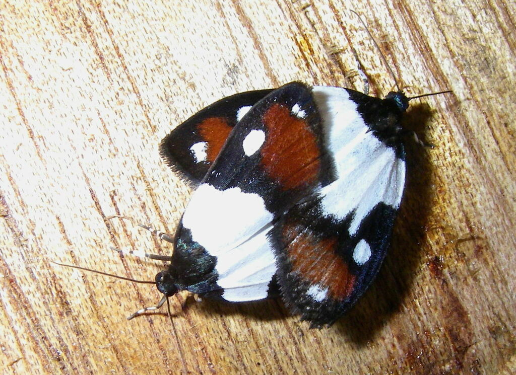 Damias germana
