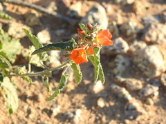 Sphaeralcea