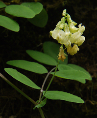Lathyrus holochlorus