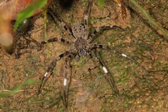 Africactenus