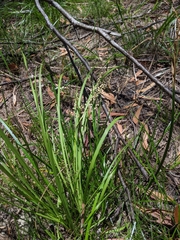 Lomandra laxa