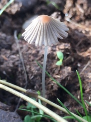 Setulosi