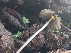 Setulosi