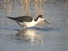 Himantopus mexicanus