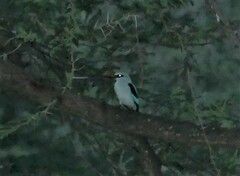 Halcyon senegalensis