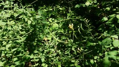 Lathyrus holochlorus