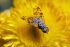 Austrotephritis poenia