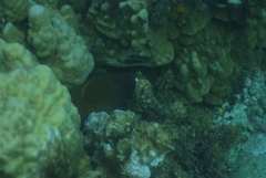 Gymnothorax javanicus