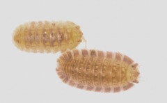 Armadilloniscus lindahli