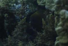 Gymnothorax javanicus