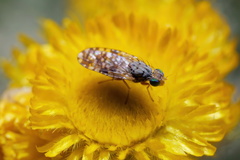 Austrotephritis poenia