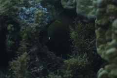 Gymnothorax javanicus