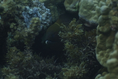 Gymnothorax javanicus